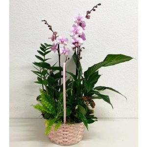 Cesta 5 Plantas + Orquídea