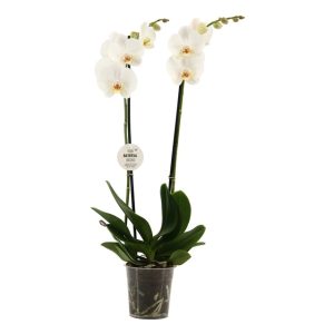 Orquídea 2 Tallos